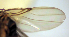 Spiniphora bergistammi