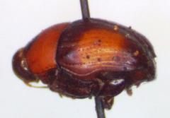 Lexiphanes contractus