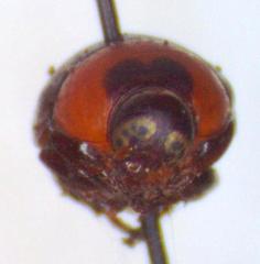 Lexiphanes contractus