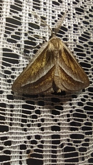 Chariaspilates formosaria