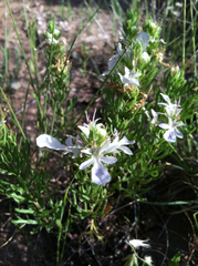 Teucrium laciniatum