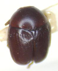 Lexiphanes glyphicus