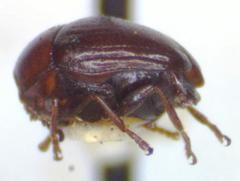 Lexiphanes glyphicus