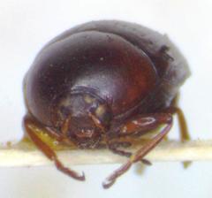 Lexiphanes glyphicus