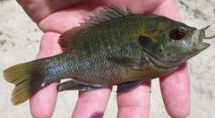 Lepomis miniatus