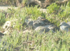 Calidris virgata × tenuirostris