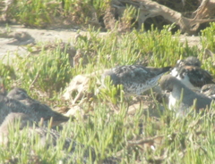 Calidris virgata × tenuirostris