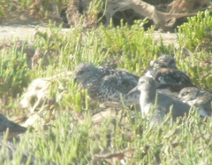 Calidris virgata × tenuirostris