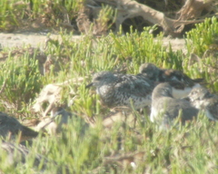 Calidris virgata × tenuirostris