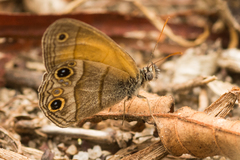 Pharneuptychia pharnabazos