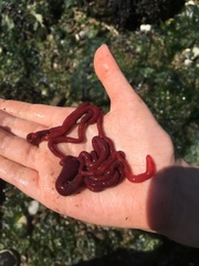 Tubulanus