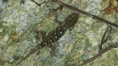 Tarentola mauritanica