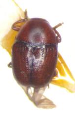 Lexiphanes panamensis