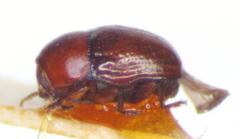 Lexiphanes panamensis