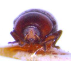 Lexiphanes panamensis