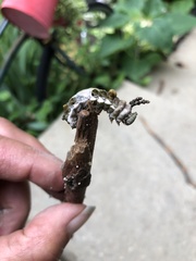 Limenitis arthemis astyanax