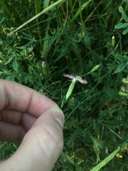 Dianthus campestris
