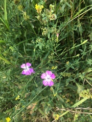 Dianthus campestris