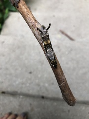Limenitis arthemis astyanax