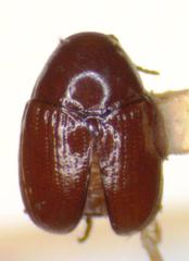 Lexiphanes semipunctatus