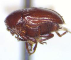 Lexiphanes semipunctatus