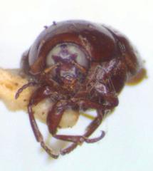 Lexiphanes semipunctatus