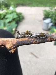 Limenitis arthemis astyanax