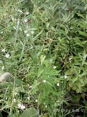 Alisma plantago-aquatica