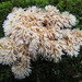 Radulomyces paumanokensis - Photo (c) maricel patino, some rights reserved (CC BY-NC), uploaded by maricel patino