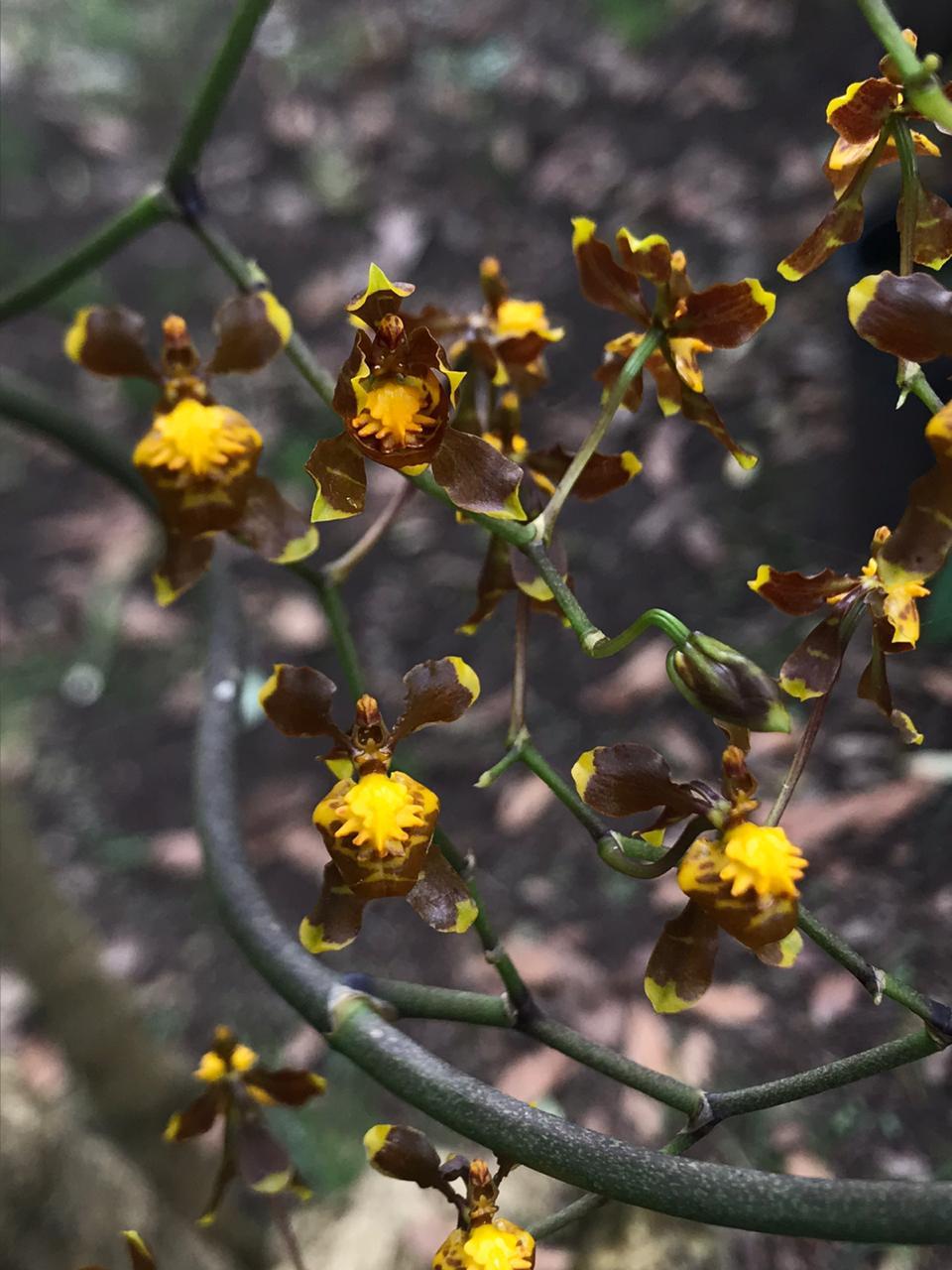Cyrtochilum examinans (Lindl.) Kraenzl. 2
