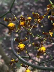 Cyrtochilum examinans