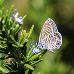 Leptotes marina