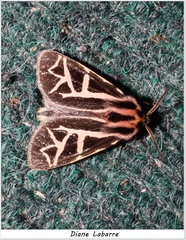 Apantesis williamsii