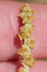 Atriplex glauca