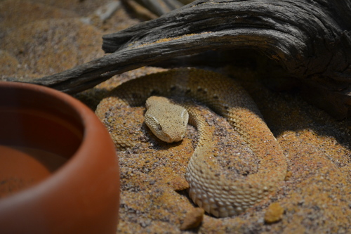 McMahons Desert Viper