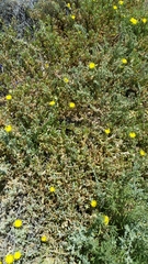 Malephora lutea