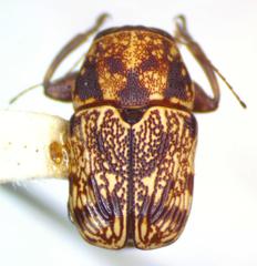 Pachybrachis latithorax