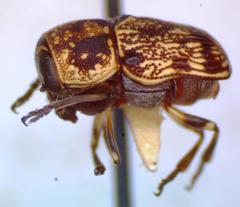 Pachybrachis latithorax