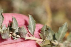 Atriplex glauca