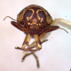 Pachybrachis latithorax