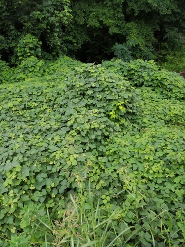 Pueraria lobata iNat (3)