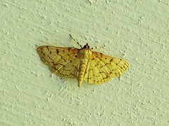 Polygrammodes flavidalis