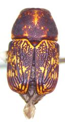 Pachybrachis latithorax