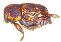 Pachybrachis latithorax