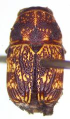 Pachybrachis latithorax