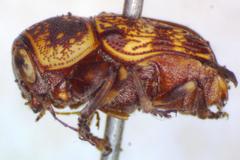 Pachybrachis latithorax
