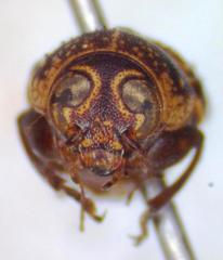 Pachybrachis latithorax