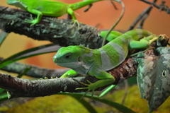 Fiji Crested Iguana photo 5