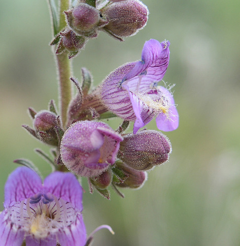 coiled anther penstemon (Penstemon ophianthus)