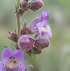 Penstemon ophianthus